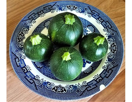 Zucchini Tondo di Piacenza