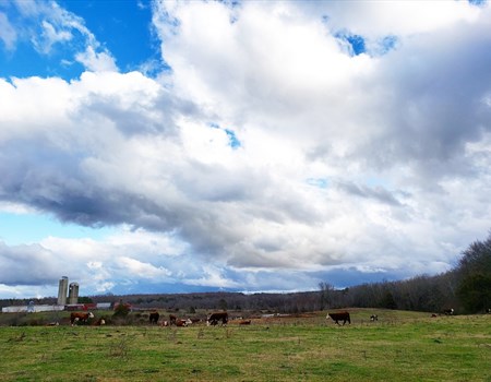 Farm Sky spring 2020