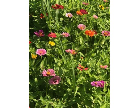 Plenty of zinnias!