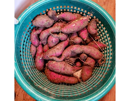 Korean Red Skin White Sweet Potatoes