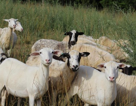 Our sheep are pastured, rotationally-grazed, and are fed supplemental organically-raised feed.