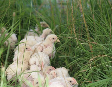 Our chicks growing up on pasture!