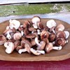 Fresh Picked Shiitake Mushrooms!