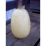 Spaghetti Squash