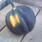 Acorn Squash