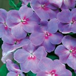 A big beautiful lavender blue impatiens plant!