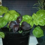Three healthy baby basil plants, ready to grow in your kitchen windowbox!