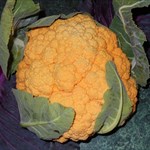 Cauliflower, 'Cheddar'