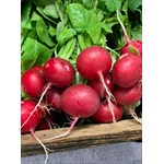 Red Radish