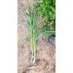 fresh garlic