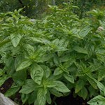 basil
