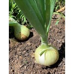 Fresh onion