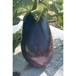 purple eggplant