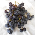 concord grapes