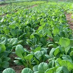 tatsoi