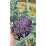 purple sprouting boccoli