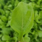 arugula