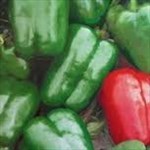 keystone giant pepper