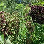 Forever Foods Farm grows American Elderberry (Sambucus canadensis) Adams & York cultivars to make our elderberry products. We use regenerative permaculture techniques to grow our elderberry using only compost and mulch - no sprays, pesticides, herbicides, fungicides or synthetic fertilizers. Our berries are hand harvested at peak ripeness and freeze dried in our Virginia certified commercial kitchen located on site.