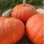 kabocha