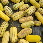 delicata