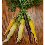 carrots no greens