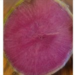 watermelon radish