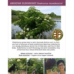 American Elderberry (Sambucus canadensis) Information Sheet