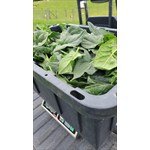 spinach