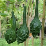 Maranka gourd