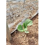 Gourd plant