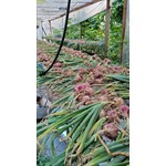 red onions