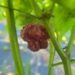 chocolate habanero