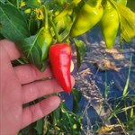 hawaiian sweet hot