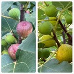 Brown Turkey Fig (Left Photo) and Lattarula Italian Honey Fig (Rig Photo)