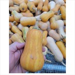honeynut