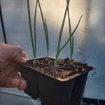 Red onion plants