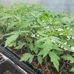 tomato plants beorange