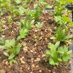 cilantro plants 4 pack