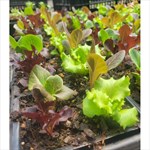 lettuce mix plants