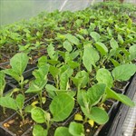 eggplant plants