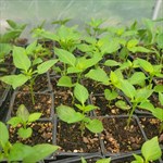 Pepper plants