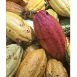 Haitian Cocoa Pods