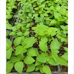 tulsi_4pack