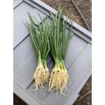 scallions
