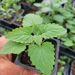 A hyssop
