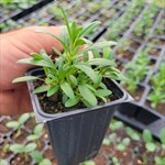 Anise