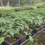 tomatoes