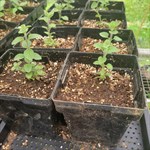 Common Mint