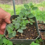 Oregano